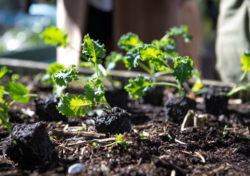 Daldy Street Community Garden preview image