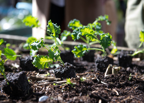 Daldy Street Community Garden